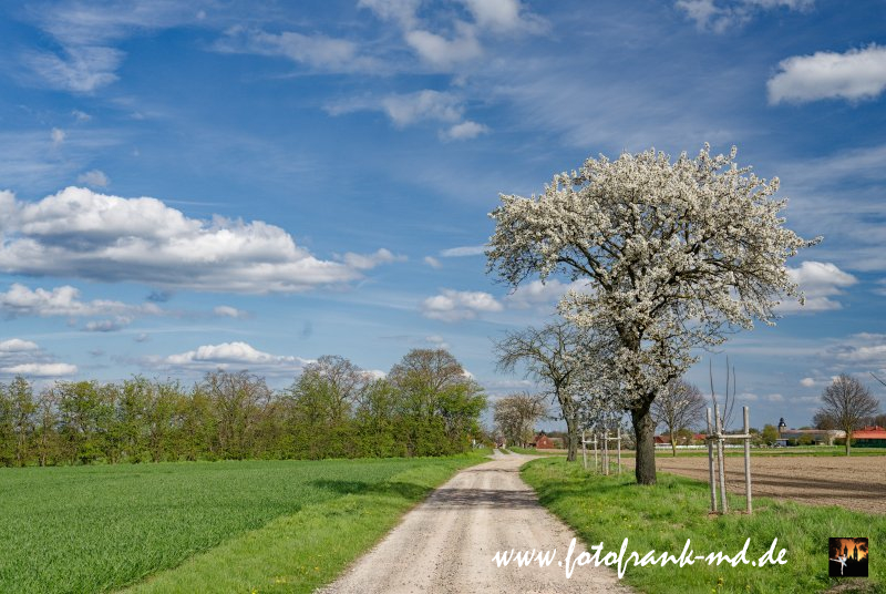 Am Weg durch den Windpark bei Eimersleben blüht ein Kirschbaum