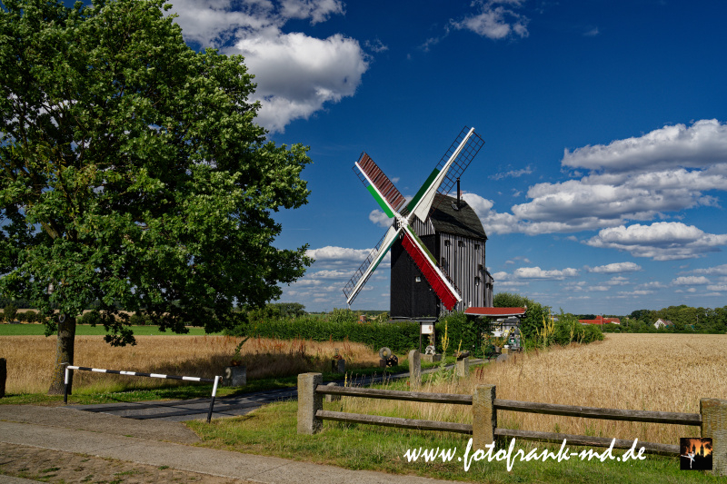 Eine Bockwindmühle im Roggenfeld
