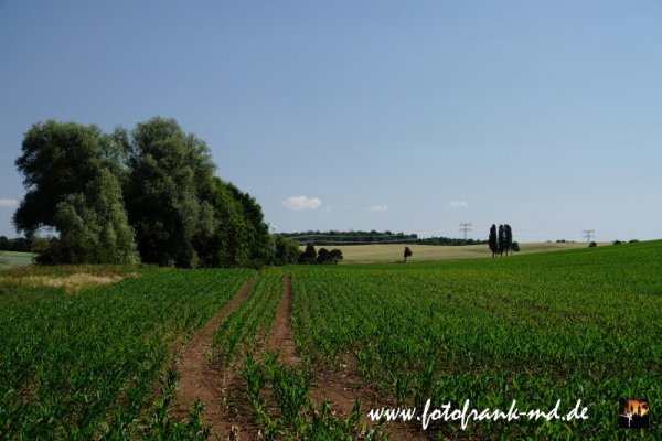 Blick übers Maisfeld nach Osten zum Großen Wartberg bei Irxleben.