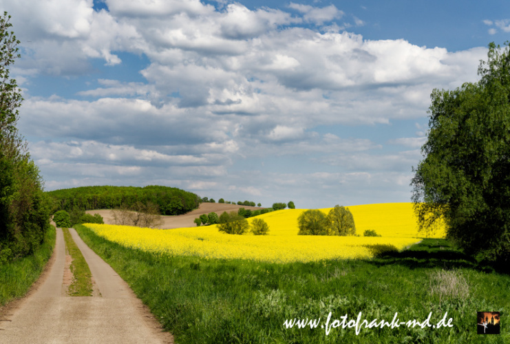 Seite-24-20230512-Bei-Niederndodeleben-A7R01419
