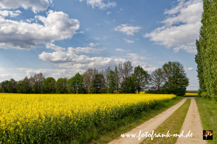 Seite-26-20230512-Bei-Niederndodeleben-A7R01383