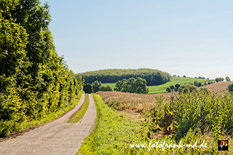 Seite-42-20230707-Bei-Niederndodeleben-A7R0076