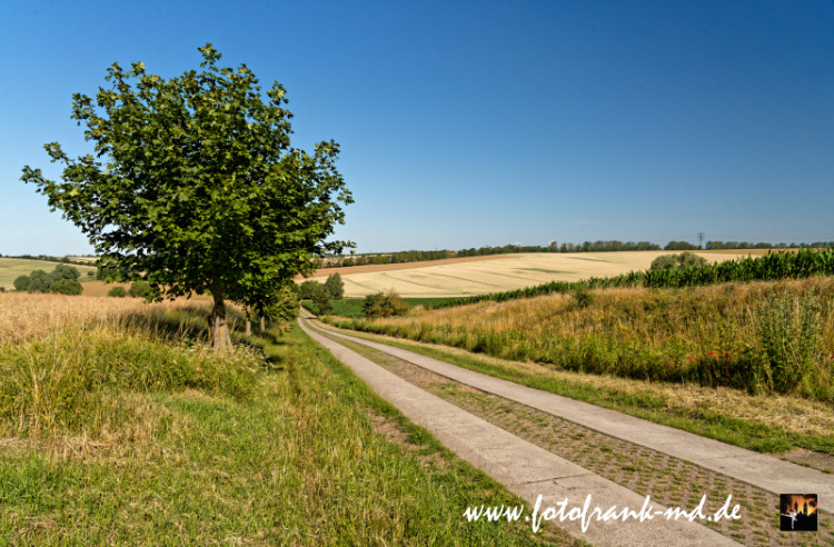 Seite-45-20230707-Bei-Niederndodeleben-A7R0097