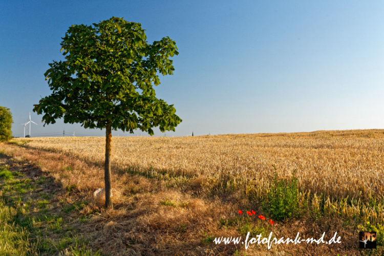 Seite-46-20230708-Bei-Irxleben-A7R0006