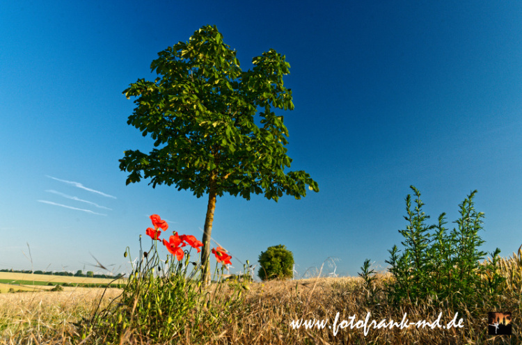 Seite-47-20230708-Bei-Irxleben-A7R0008