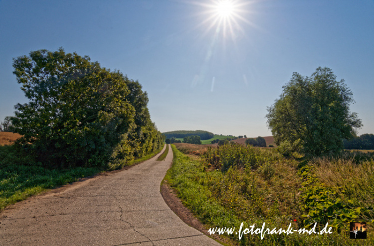 Seite-50-20230708-Bei-Niederndodeleben-A7R0036