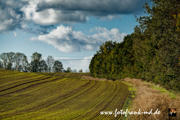 Seite-74-20231014-Bei-Niederndodeleben-A7300375