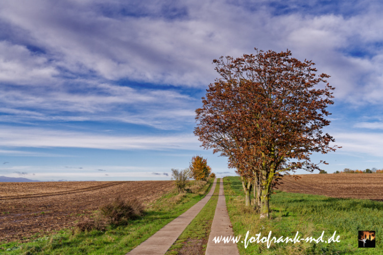 Seite-87-20231031-Bei-Niederndodeleben-A7300655
